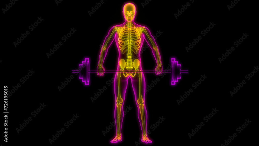 Human Skeleton System Bone Joints Anatomy Human Skeleton System Bone Joints Anatomy