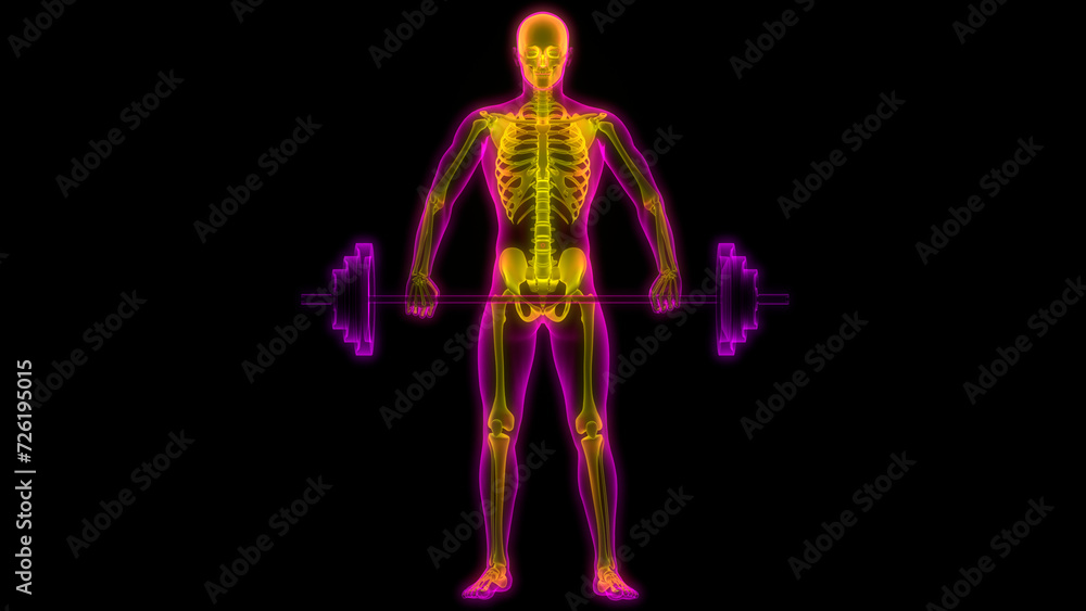 Human Skeleton System Bone Joints Anatomy