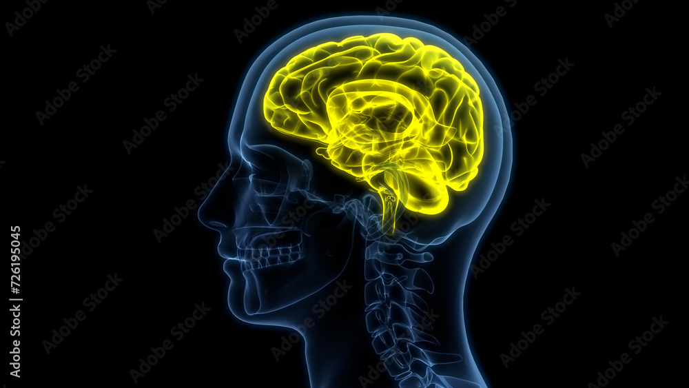 Central Organ of Human Nervous System Brain Anatomy Central Organ of Human Nervous System Brain Anatomy