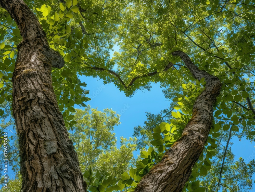 Fototapeta premium Thick and lush tree branches form a heart shape through which you can see the beautiful blue sky, summer day, forest, bottom up view