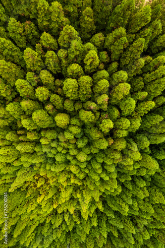 Top down drone photo of trees in Sao Miguel, Azores, Portugal, Europe