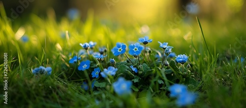 Picture of tiny blue flowers against grassy backdrop.