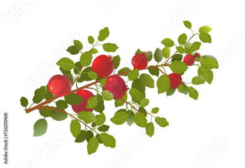 Branches of pomegranate fruit. wide branch. Ripe and red. Delicious harvest in garden. Object isolated on white background. Cartoon fun style Illustration vector