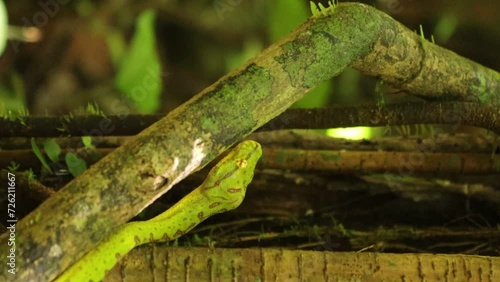 Green tree phyton climbing