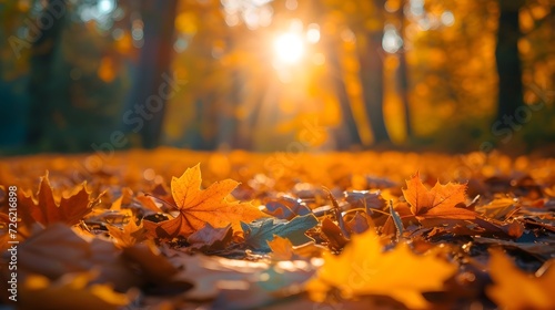 beautiful autumn season nature photography for quotes background
