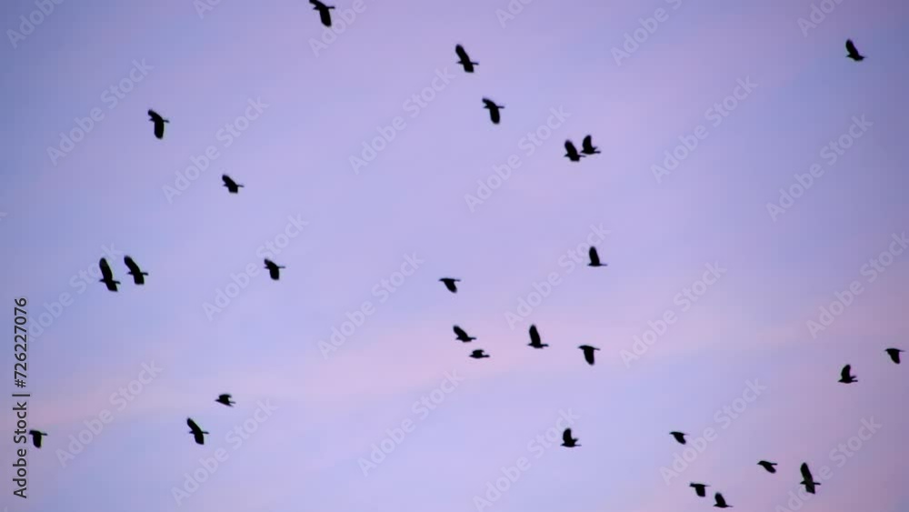 Flock of birds flying against twilight sky, scattered formation Flock of birds flying against twilight sky, scattered formation