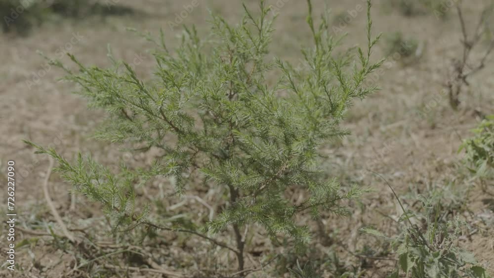 A close up of a cider tree seedling planted on a windy day.