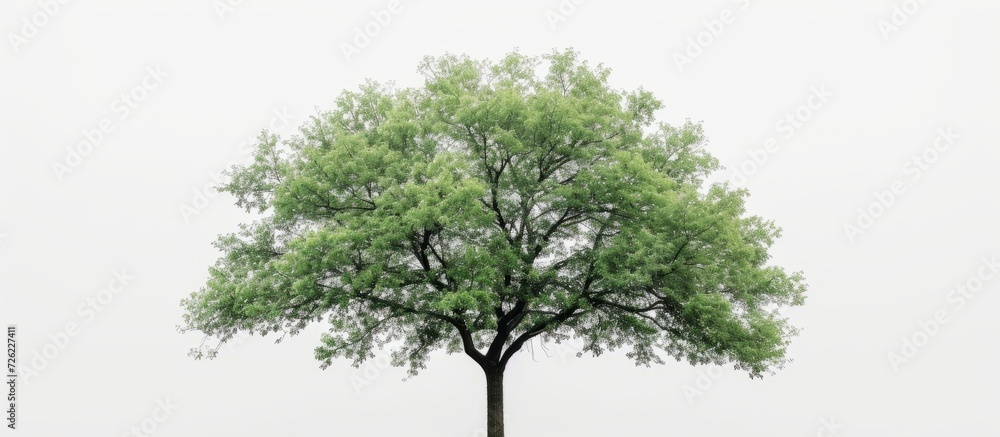 custom made wallpaper toronto digitalA green tree stands tall against a white backdrop.