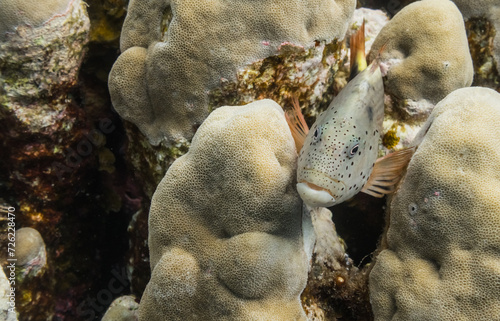 freckled hawkfish lies at corals and looks to the other fishes