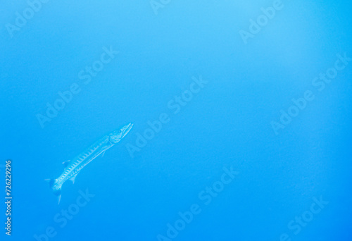 giant barracuda in blue water during diving © thomaseder