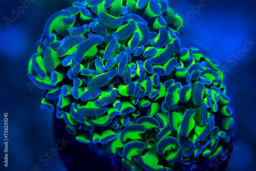 Fototapeta Naklejka Na Ścianę i Meble -  cloes up of two-tone hammer coral in aquarium tank.