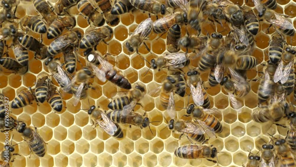 Queen bee labeled on the back.
To make it easier to spot the Queen, there is a white mark on her back.
Queen bee labeled on the back.
To make it easier to spot the Queen, there is a white mark on her back.