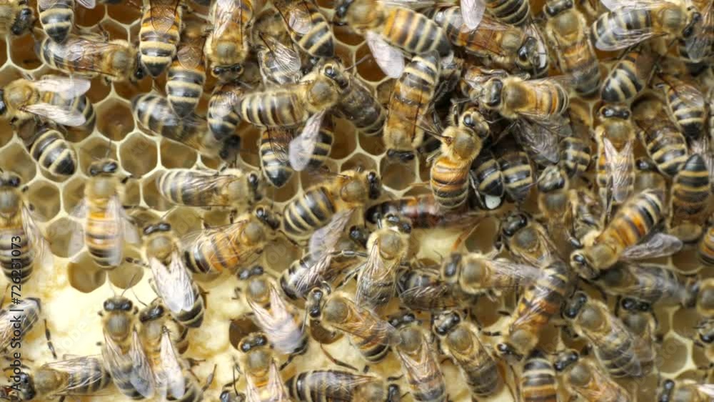 Queen bee labeled on the back.
To make it easier to spot the Queen, there is a white mark on her back.
Queen bee labeled on the back.
To make it easier to spot the Queen, there is a white mark on her back.