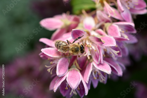 A bee sits on a blooming deutsia.