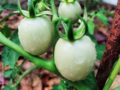 tomato growing in the garden