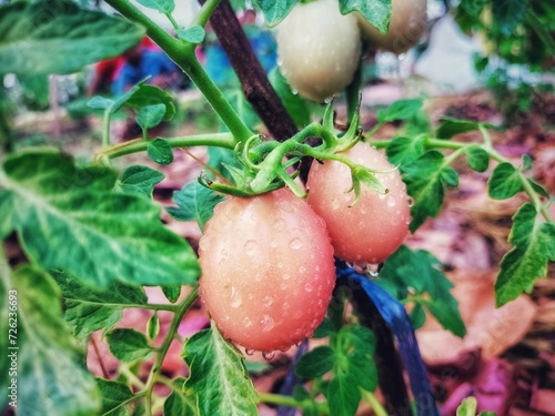red radish in the garden