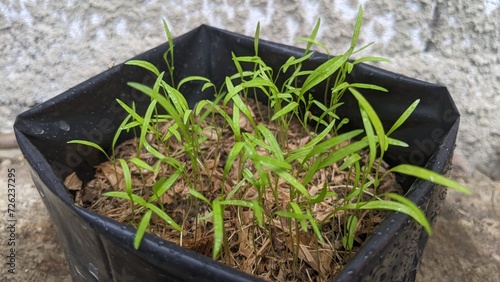 Baby carrot plants