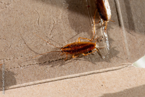Cockroach is trapped. House cockroach (Blattodea). Selective focus, close-up. Cockroach got caught in brand new trap-house: stuck to bottom of trap