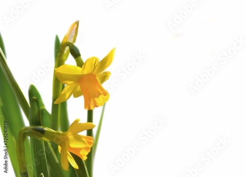 closeup on beautiful yellow narcissus blooming on white background