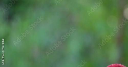 Facing to the left and turns its back and goes down to disappear just like Houdini, Eastern Sarus Crane Antigone antigone sharpii, Thailand photo