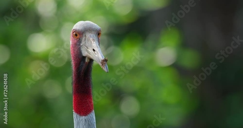 Facing to the right and turns its head to face the camera, Eastern Sarus Crane Antigone antigone sharpii, Thailand