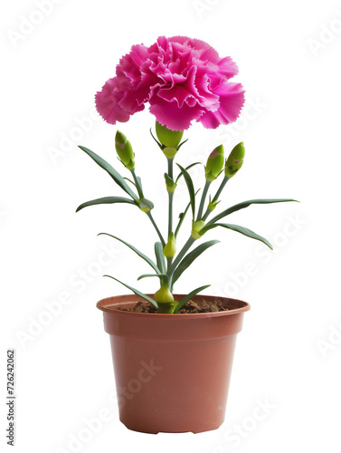 Pink carnation pot