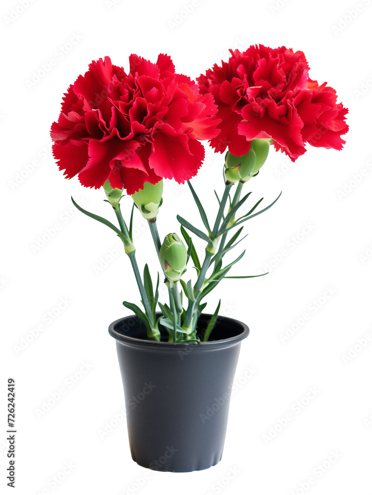 Red carnation pot Red carnation pot