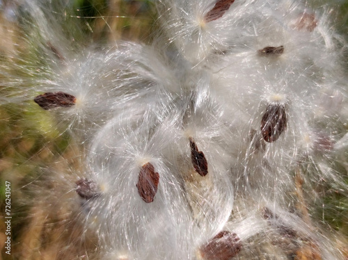 small seeds with parachute on the common milkweed plant close up
