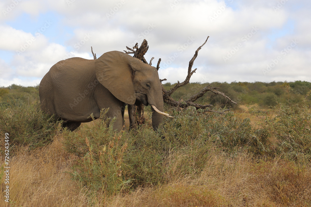 Naklejka premium Afrikanischer Elefant / African elephant / Loxodonta africana