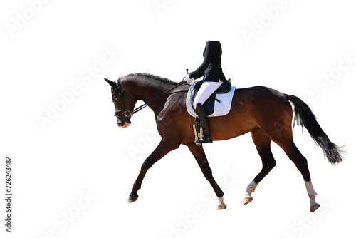Dressage horse, isolated with rider walking from the side.