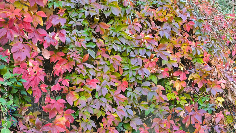 colorful grape vine liana in autumn