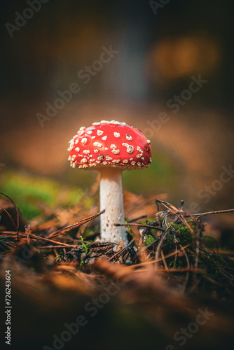 Mushroom © pl74
