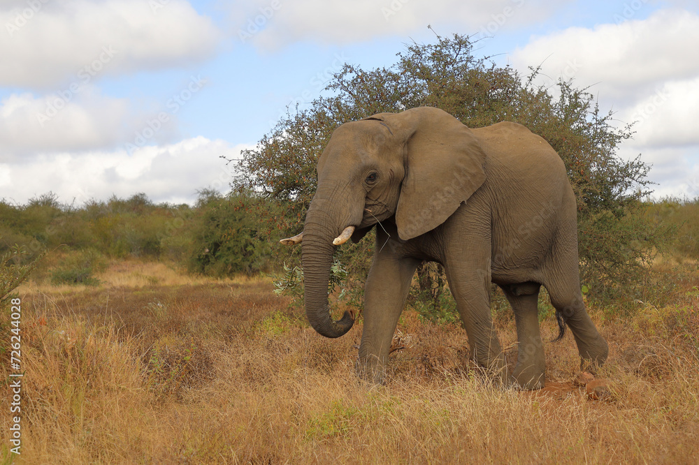 Obraz premium Afrikanischer Elefant / African elephant / Loxodonta africana