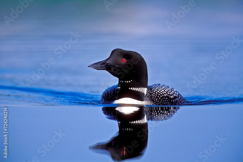 Beautiful Common Loon ( Gavia immer ) swimming in blue water towards camera.