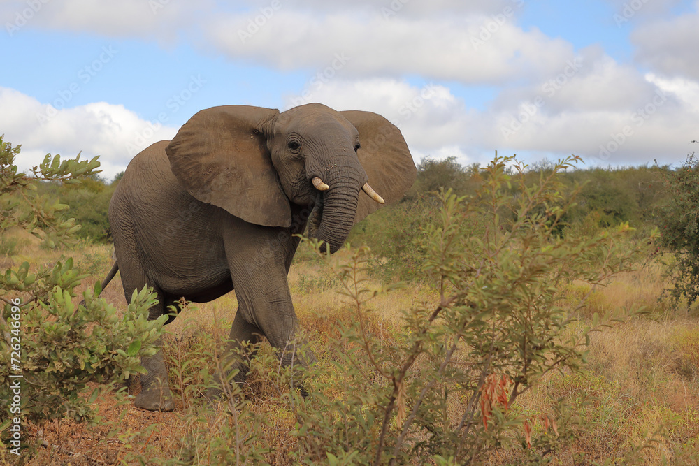 Obraz premium Afrikanischer Elefant / African elephant / Loxodonta africana..