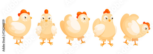 Cartoon domestic chicken in different poses, cute set.