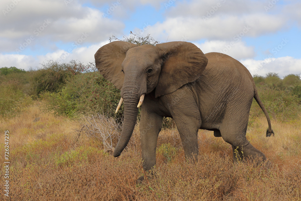 Afrikanischer Elefant / African elephant / Loxodonta africana Afrikanischer Elefant / African elephant / Loxodonta africana