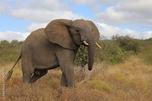 Afrikanischer Elefant   African elephant   Loxodonta africana