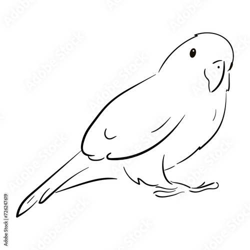 Line illustration of a pet parrot, illustration with stroke . The parrot is talking. A couple of parrots in love.