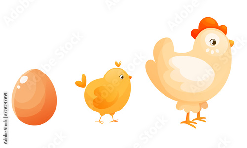 The process of hatching and raising a chicken, the stages of turning an egg into a chicken.
