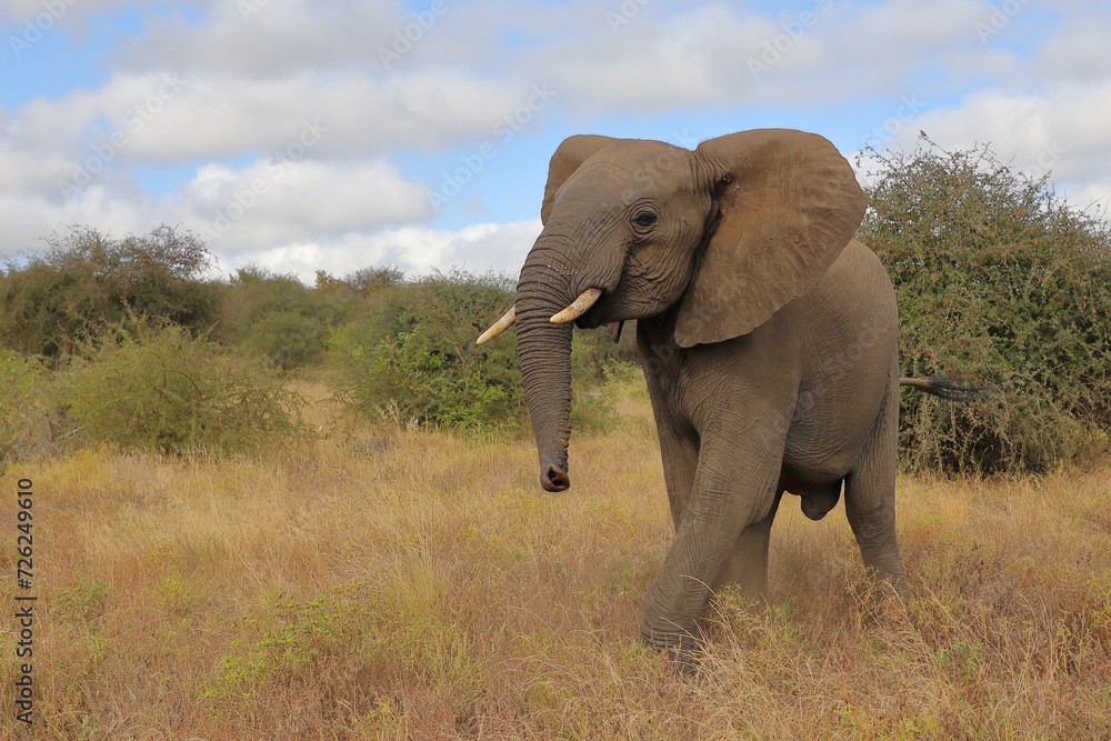 Obraz premium Afrikanischer Elefant / African elephant / Loxodonta africana..