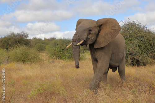Photography Afrikanischer Elefant / African elephant / Loxodonta africana..