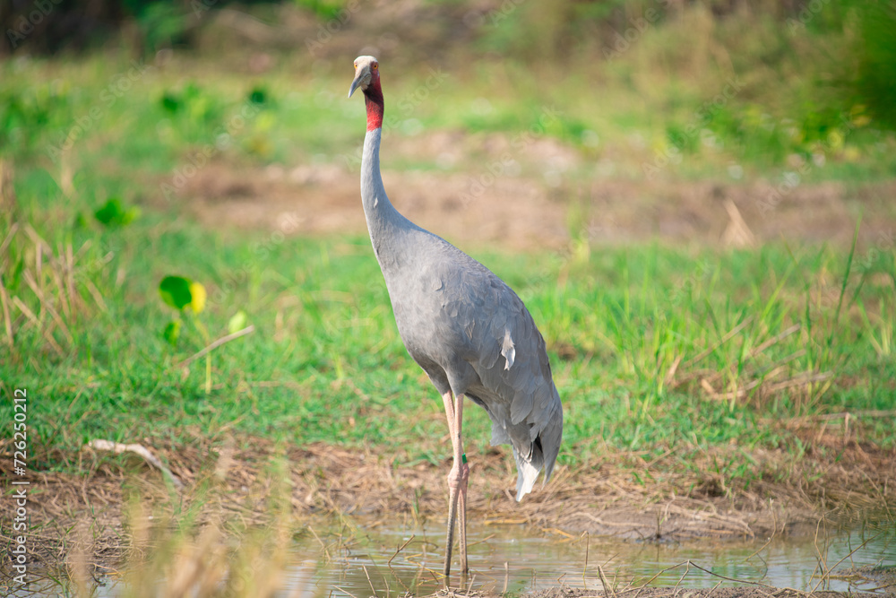 Obraz premium Eastern Sarus Crane. Thai bird. Sarus crane in Thailand.