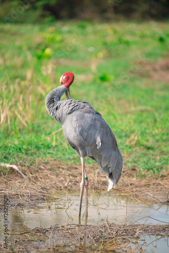 Eastern Sarus Crane. Thai bird. Sarus crane in Thailand. photo