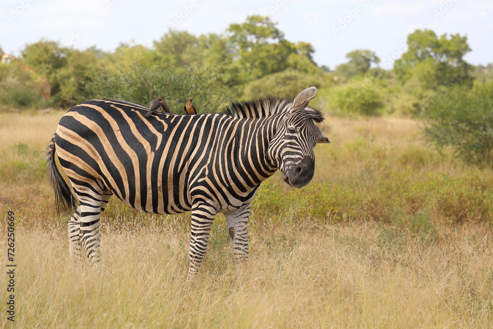 Obraz premium Steppenzebra und Rotschnabel-Madenhacker / Burchell's zebra and Red-billed oxpecker / Equus burchellii et Buphagus erythrorhynchus