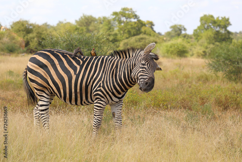 Steppenzebra und Rotschnabel-Madenhacker   Burchell s zebra and Red-billed oxpecker   Equus burchellii et Buphagus erythrorhynchus