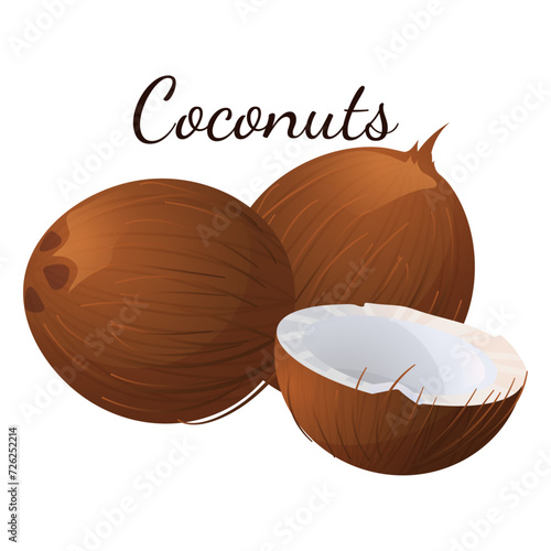 A set of flat illustrations of nuts: almonds, walnuts,cashews,pistachios,pecans,hazelnuts, brazil nuts, macadamia nuts,pine nuts, chestnuts peanuts and coconuts.