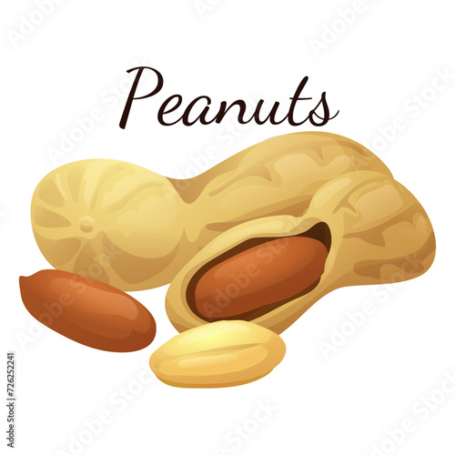 A set of flat illustrations of nuts: almonds, walnuts,cashews,pistachios,pecans,hazelnuts, brazil nuts, macadamia nuts,pine nuts, chestnuts peanuts and coconuts.