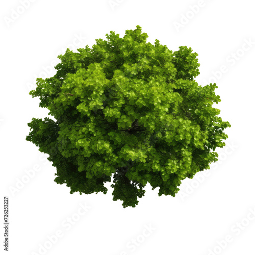 Top view green tree on transparent background