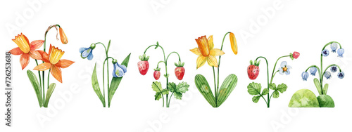 Set of spring flowers watercolor illustration in children's style. Daffodils, bluebells, strawberries.
